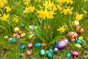 easter eggs with daffodils
